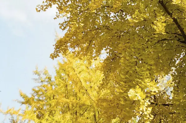 Sonbahar yaprakları, sonbahar yaprakları