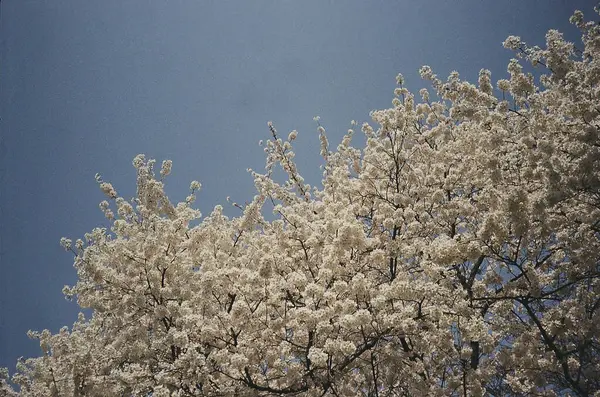 Güzel botanik fotoğrafı, doğal duvar kağıdı.