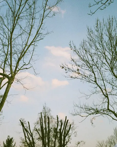 Ormandaki ağaç dalları