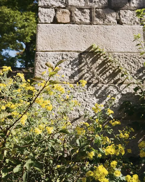 Bitkili eski taş bir duvar.