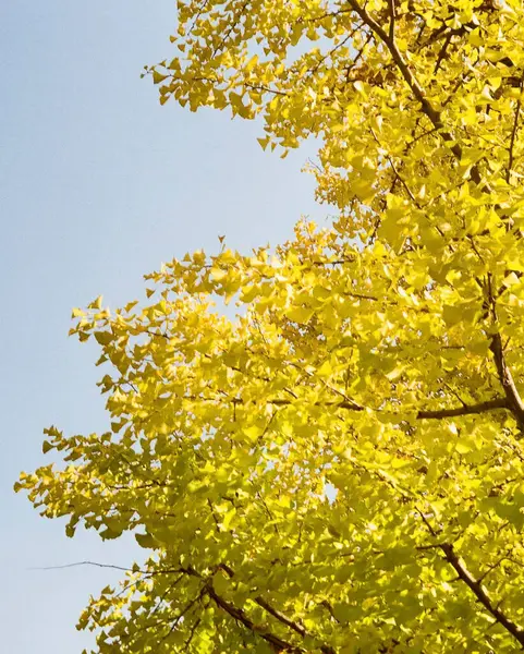 Sonbahar yaprakları, sonbahar bitkileri