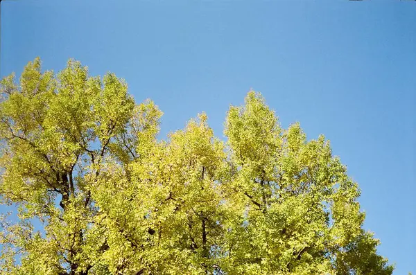 Ormanın güzel manzarası