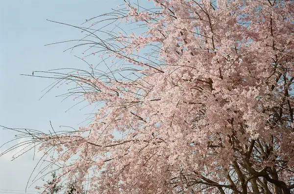 Bahçedeki güzel pembe çiçekler