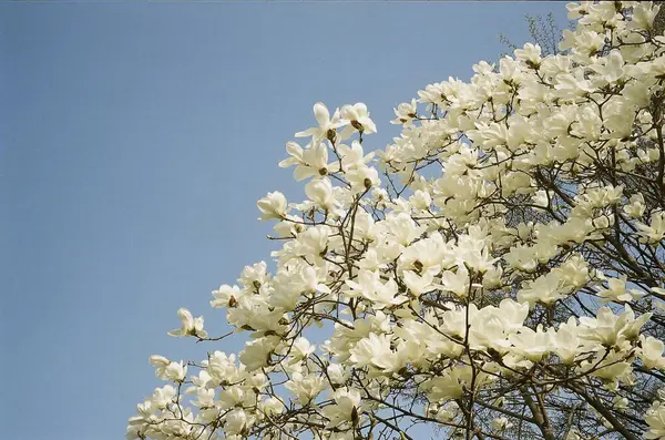 Güzel botanik fotoğrafı, doğal duvar kağıdı.