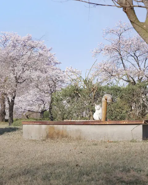 Japonya 'da kiraz çiçeği