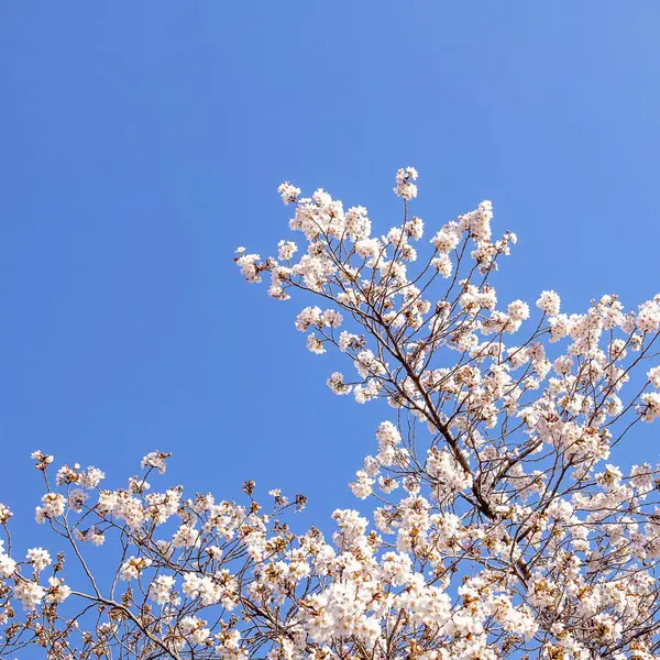 Japonya 'da kiraz çiçekleri, Tokyo
