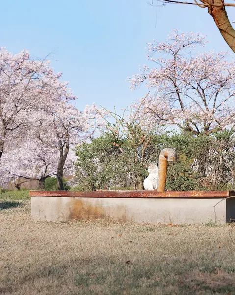 Japonya 'da kiraz çiçeği