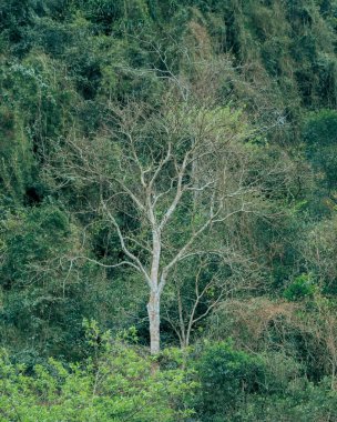 Ormanda yeşil ağaçlar