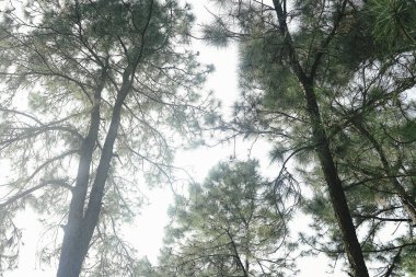 Ormandaki çam ağaçları