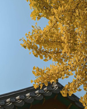 Sonbahar yaprakları, sonbahar bitkileri