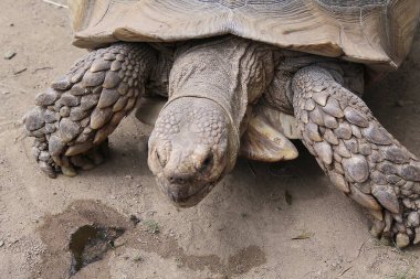 Hayvanat bahçesindeki bir kaplumbağanın yakın plan fotoğrafı.