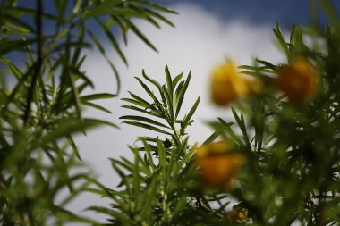 Sarı çiçekleri kapat.