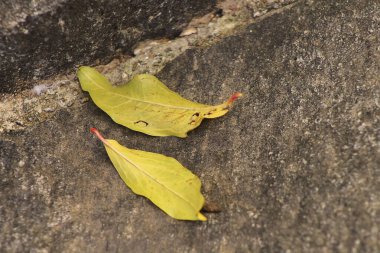 Sonbahar yaprakları yerde.