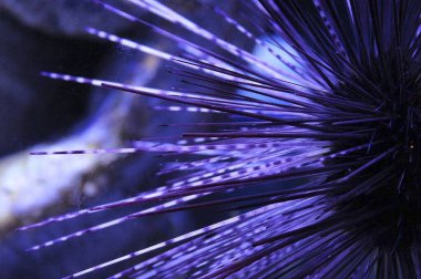 Akvaryumdaki siyah ve mavi deniz kestanesinin yakın çekim görüntüsü.