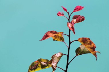 Sonbahar yaprakları mavi arka planda, sonbahar yaprakları