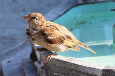 Doğadaki güzel kuşun manzarası