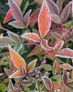 Güzel botanik fotoğrafı, doğal duvar kağıdı.
