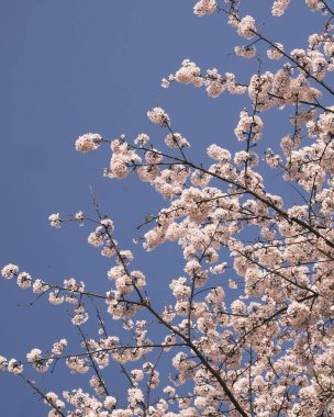 Güzel kiraz çiçekleri, sakura