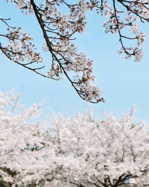 İlkbaharda kiraz çiçekleri açar.