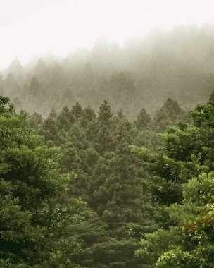 Ormanda yeşil ağaçlar