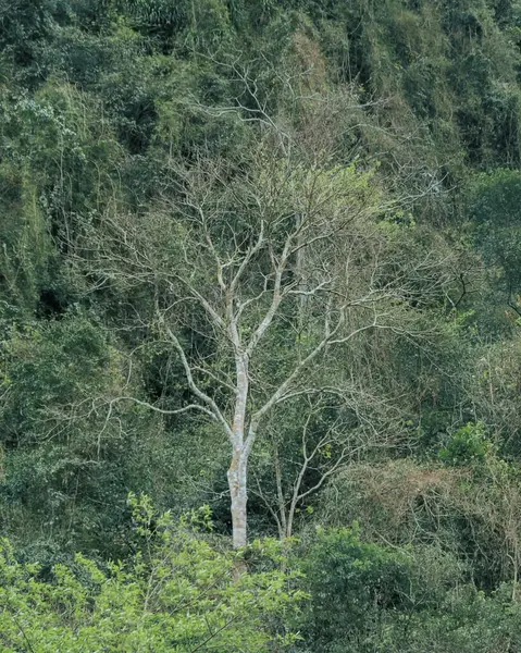 Ormanda yeşil ağaçlar