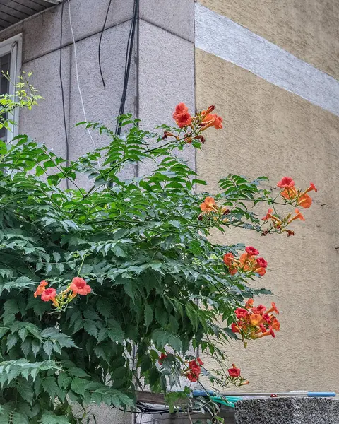 Bahçede büyüyen güzel çiçekler