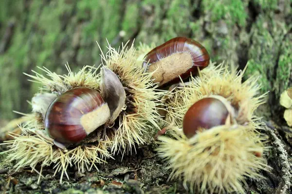 Bagajdaki salyangoz manzarasını kapat.