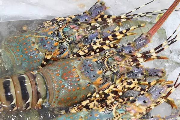 Beyaz arka planda ıstakoz ve ıstakoz.