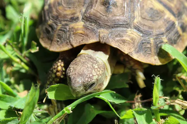 Kaplumbağa ot yiyor. yüksek kaliteli fotoğraf