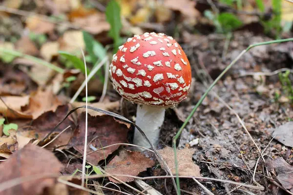 Amanita mantarı yeşil orman arka planında