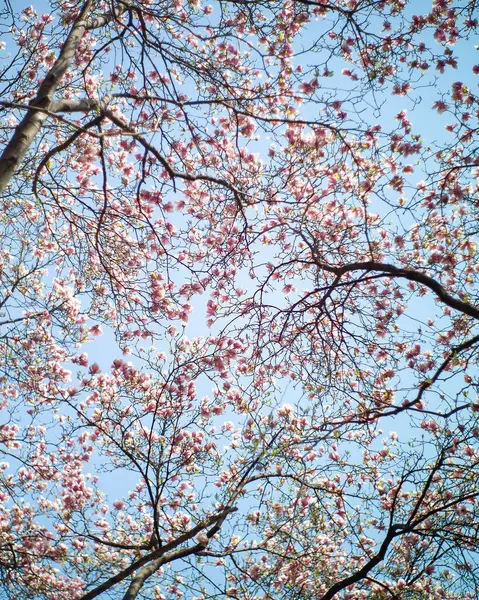 Güzel botanik fotoğrafı, doğal duvar kağıdı.
