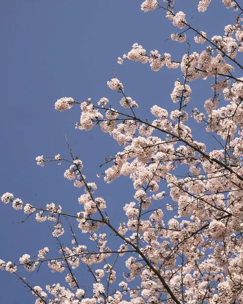 Güzel kiraz çiçekleri, sakura