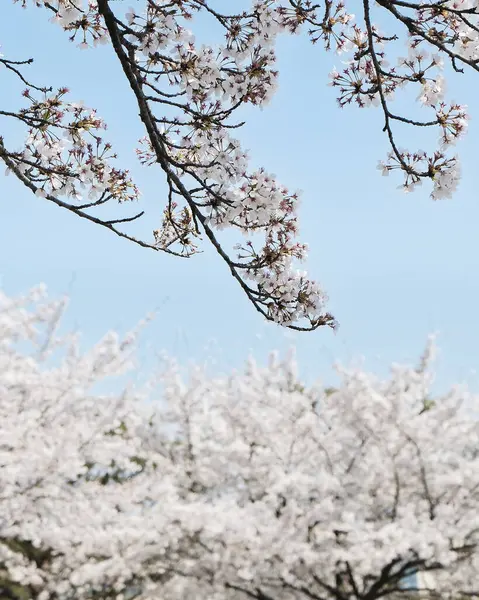İlkbaharda kiraz çiçekleri açar.