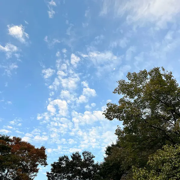 Ağaçlı ve yeşil yapraklı güzel sonbahar manzarası