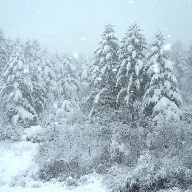 Kış manzarası karla kaplı ağaçlar