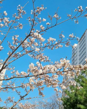 Japonya 'da kiraz çiçeği