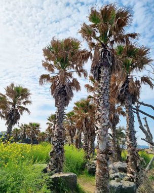 Doğanın güzel manzarası