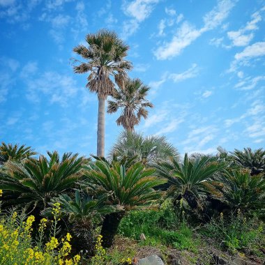 Güzel çiçekler, botanik çekimi.