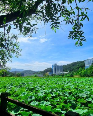 Parkın güzel manzarası