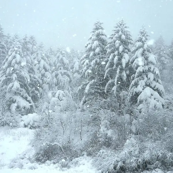 Kış manzarası karla kaplı ağaçlar