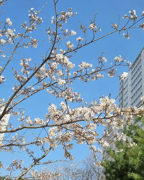 Japonya 'da kiraz çiçeği