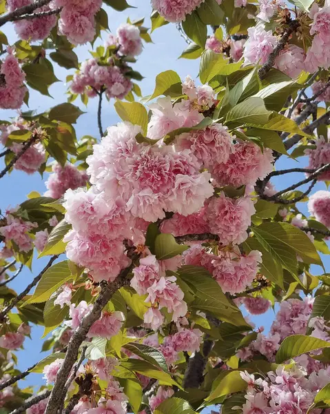 Güzel botanik fotoğrafı, doğal duvar kağıdı.