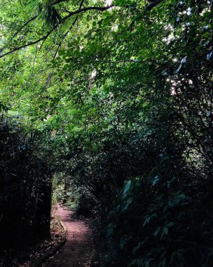 Güzel orman, doğa bitki örtüsü