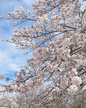 Japonya 'da kiraz çiçekleri, Tokyo, Japonya