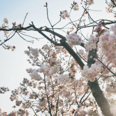 Bahçede güzel bahar çiçekleri