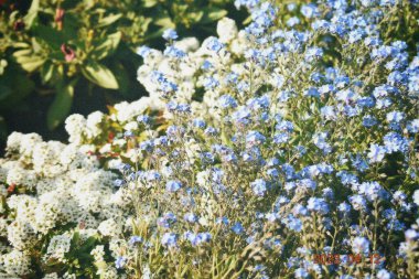 Bahçedeki güzel çiçekler