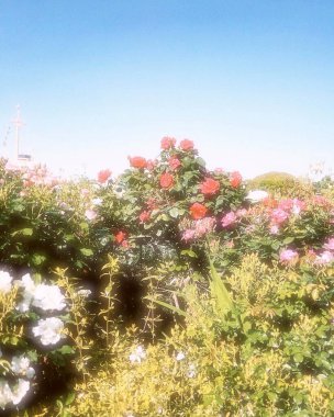 Bahçedeki güzel çiçekler