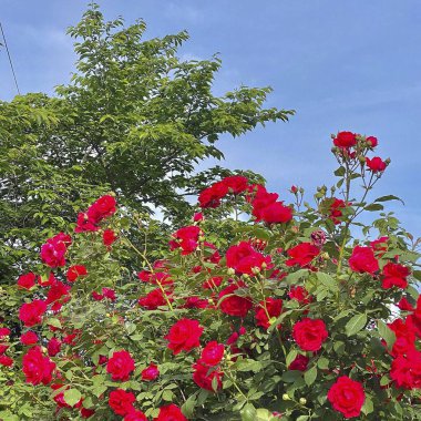 Bahçedeki güzel çiçekler