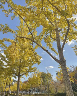 Sonbahar yaprakları, sonbahar bitkileri