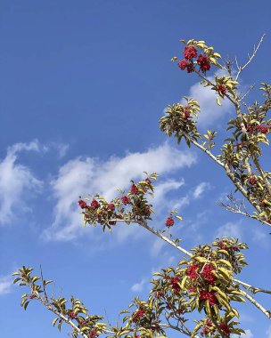 Güzel botanik fotoğrafı, doğal duvar kağıdı.